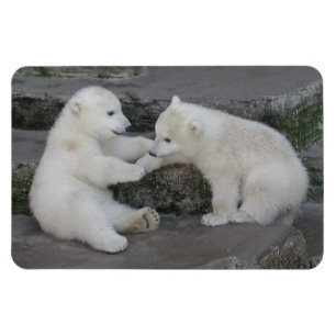 Polar Bear Cubs Magnet