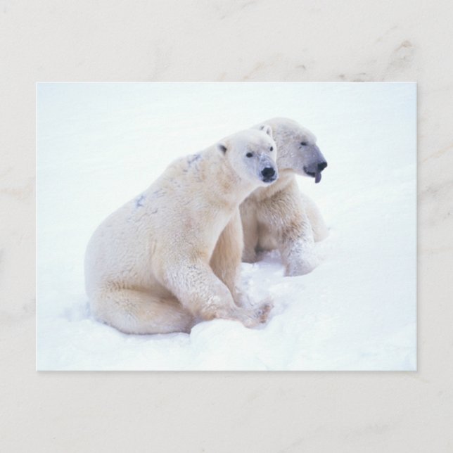 Polar Bear Duo Postkarte (Vorderseite)