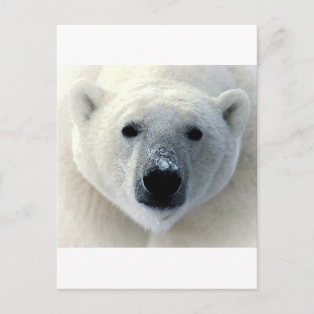 Polar Bear Face Postkarte (Vorderseite)