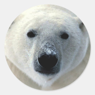 Polar Bear Face Runder Aufkleber
