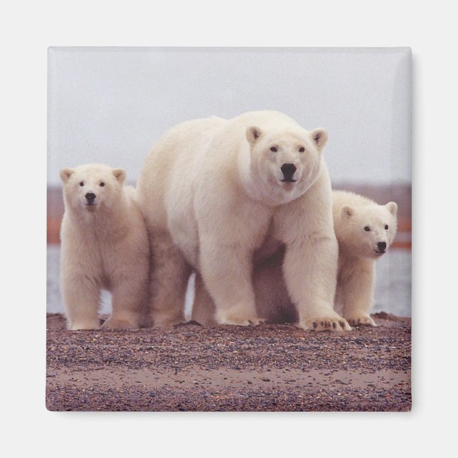 Polar Bear Family Magnet (Vorne)