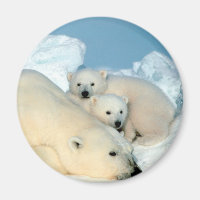 Polar Bear Family