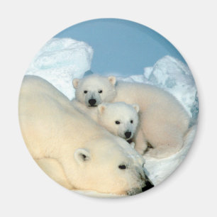 Polar Bear Family Magnet