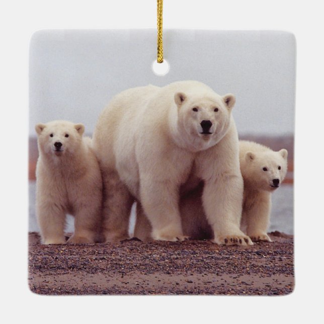 Polar Bear Family Mother and Cubs Photo Keramikornament (Rückseite)