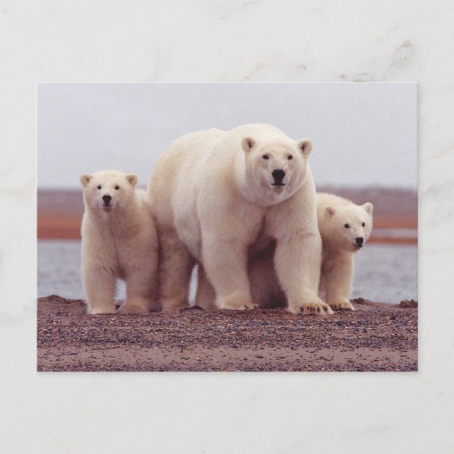 Polar Bear Family Mother and Cubs Photo Postkarte (Vorderseite)