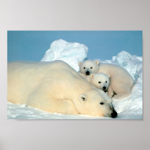 Polar Bear Family Poster