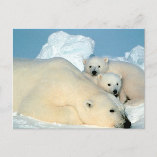 Polar Bear Family Postkarte (Vorderseite)