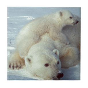 Polar Bear Fliese