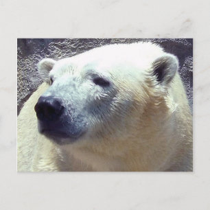 Polar Bear Foto Closeup Nikita Kansas City Zoo Postkarte