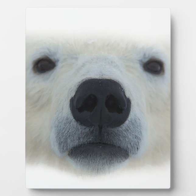 Polar Bear Fotoplatte (Vorderseite)