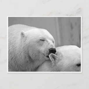 Polar Bear Friends Postcard Postkarte
