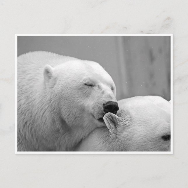 Polar Bear Friends Postcard Postkarte (Vorderseite)