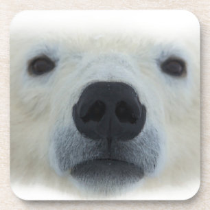 Polar Bear Getränkeuntersetzer