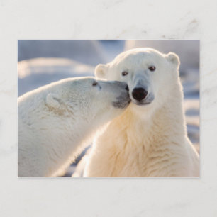Polar Bear Kiss Feiertagspostkarte