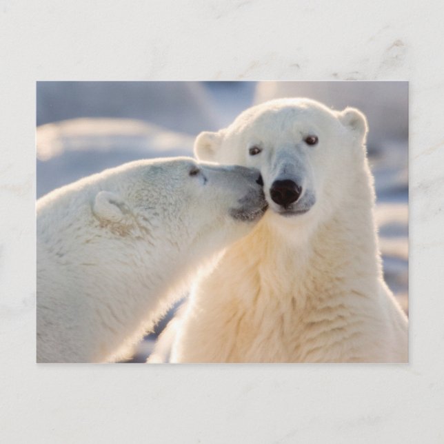 Polar Bear Kiss Feiertagspostkarte (Vorderseite)