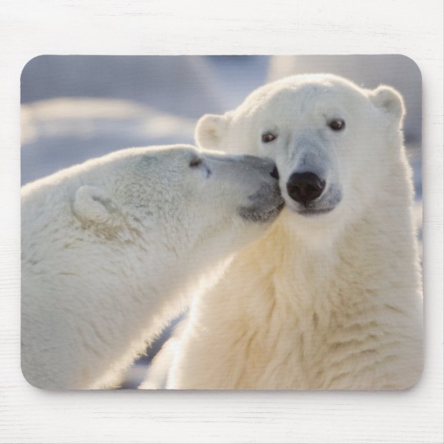 Polar Bear Kiss Mousepad (Vorne)
