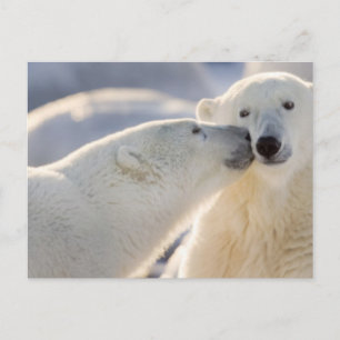 Polar Bear Kiss Postkarte