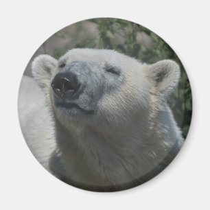 Polar Bear Magnet