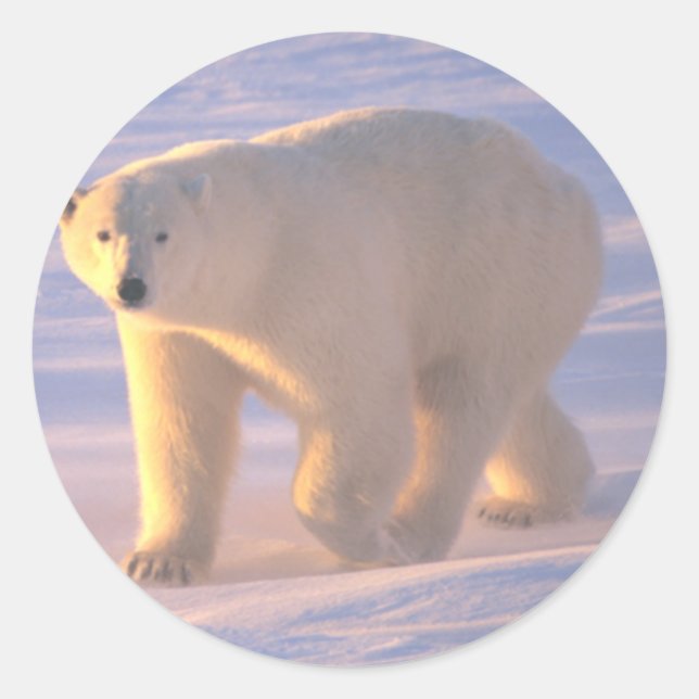 Polar Bear Morn 2 Runder Aufkleber (Vorderseite)
