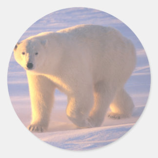 Polar Bear Morn 2 Runder Aufkleber