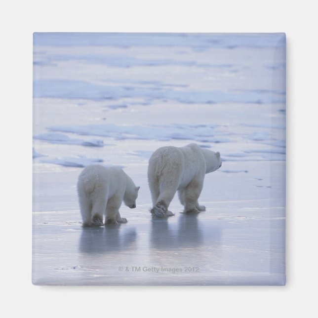 Polar Bear Mother and Cub Magnet (Vorne)
