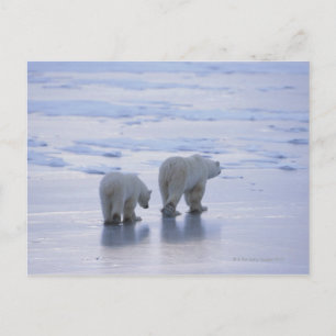 Polar Bear Mother and Cub Postkarte