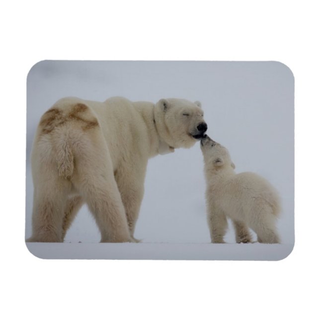Polar Bear Mutter mit Cube Magnet (Horizontal)