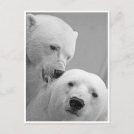 Polar Bear Nibbles Postkarte