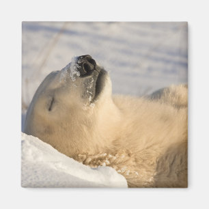 Polar Bear Nickerchen Magnet