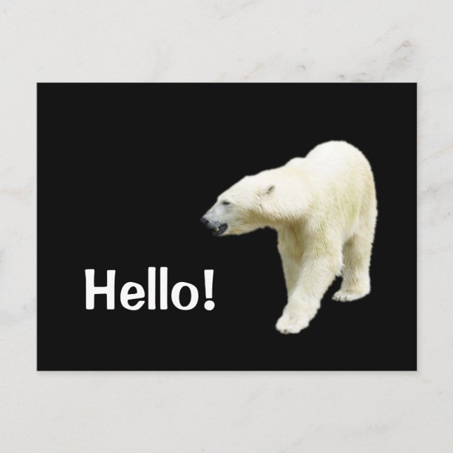 Polar Bear on Black Hello Postkarte (Vorderseite)