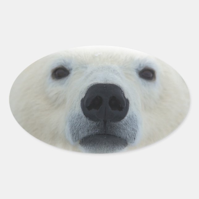 Polar Bear Ovaler Aufkleber (Vorderseite)