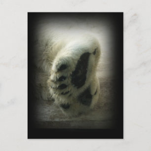 Polar Bear Paws Postcard Postkarte