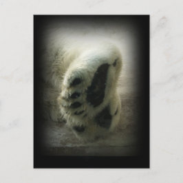 Polar Bear Paws Postcard Postkarte