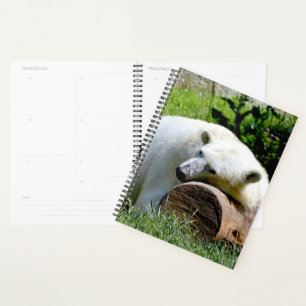 Polar Bear Planer