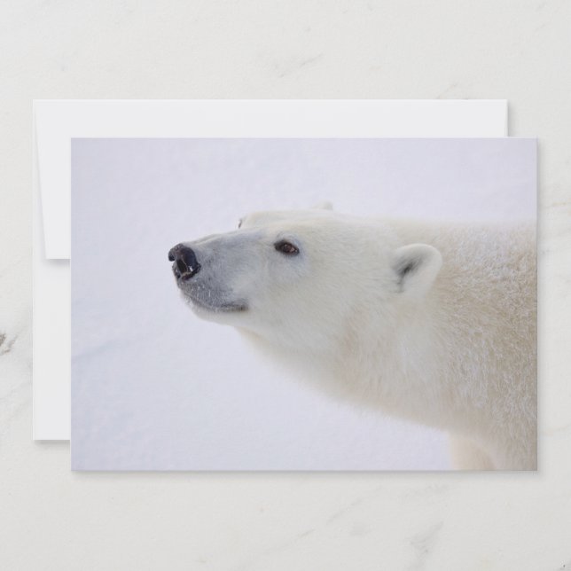 Polar Bear Portrait Feiertagskarte (Vorderseite)