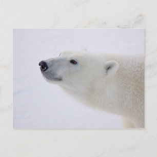 Polar Bear Portrait Feiertagspostkarte