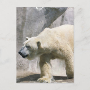 Polar Bear Postcard Postkarte