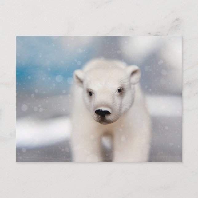 Polar Bear Postcard Postkarte (Vorderseite)