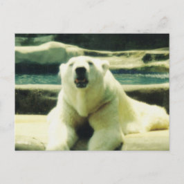 Polar Bear Postcard Postkarte