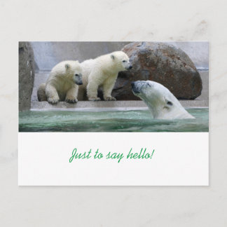 Polar Bear Postcard Postkarte