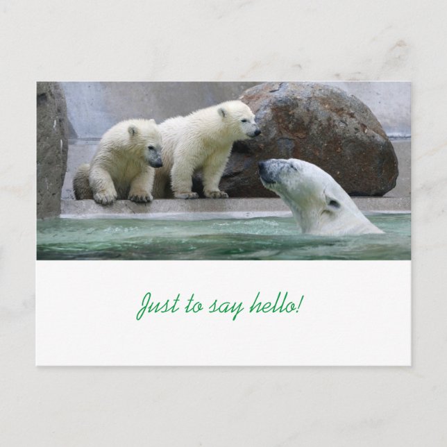 Polar Bear Postcard Postkarte (Vorderseite)