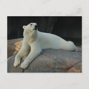 Polar Bear Postcard Postkarte