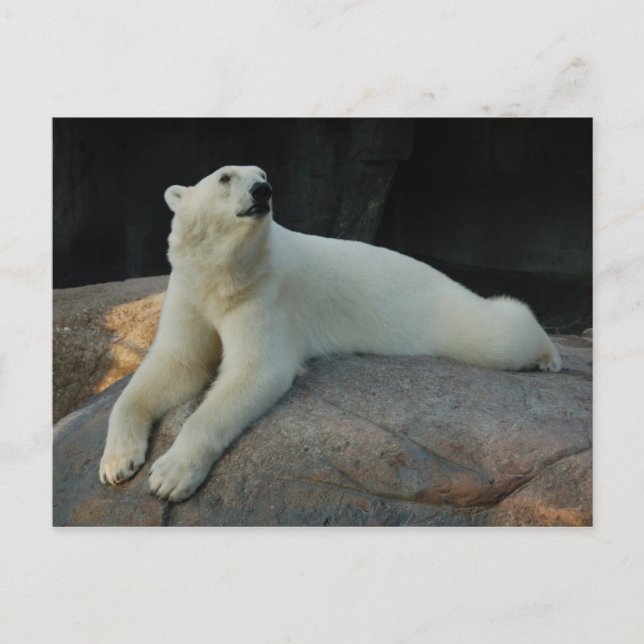 Polar Bear Postcard Postkarte (Vorderseite)