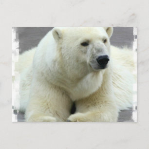 Polar Bear Postcard Postkarte