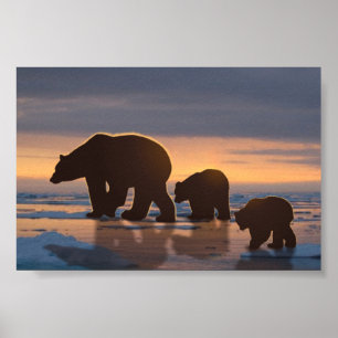 Polar Bear Poster