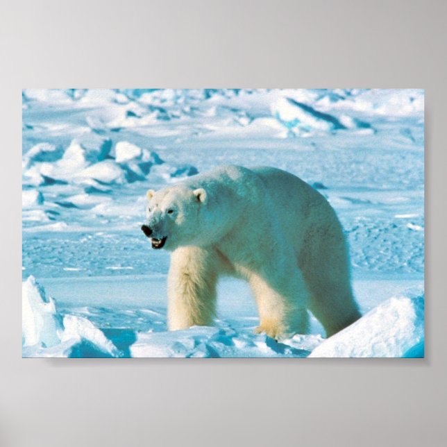 Polar Bear Poster (Vorne)
