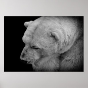 Polar Bear Poster
