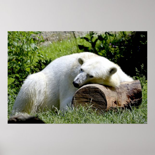 Polar Bear Poster (Vorne)