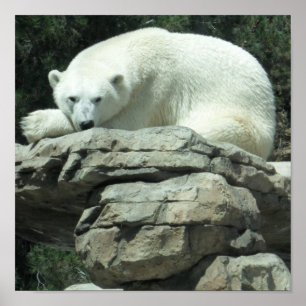 Polar Bear Poster