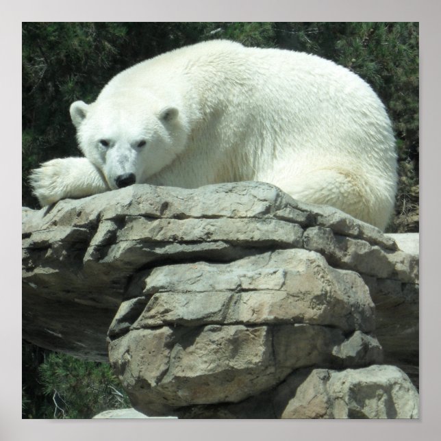 Polar Bear Poster (Vorne)